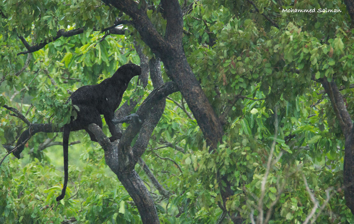 Melanistic leopard or Black Panther || Kabini || July 2016.<br />
&fnof;/6.3, ISO 1600, 1/160s @ 600mm. Indian leopard,Panthera pardus fusca