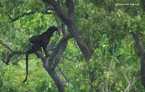 Melanistic leopard or Black Panther || Kabini || July 2016.
&fnof;/6.3, ISO 1600, 1/160s @ 600mm. Indian leopard,Panthera pardus fusca