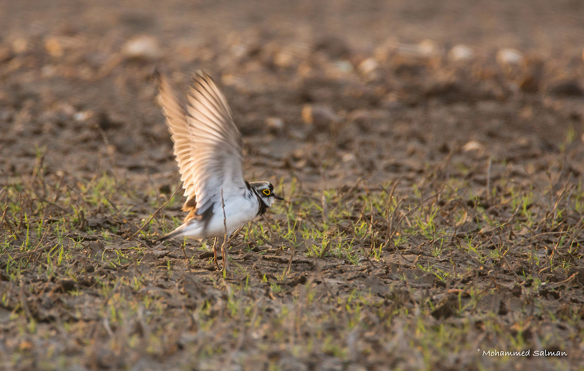 little ringed plover || Bhadra || Feb 2017.<br />
&fnof;/6.3, ISO 400, 1/200s @ 600mm. Charadrius dubius,Little Ringed Plover