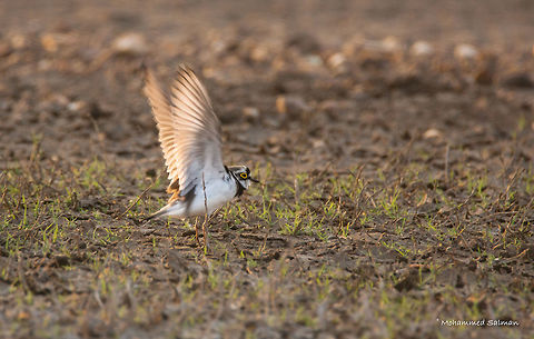 little ringed plover || Bhadra || Feb 2017.
&fnof;/6.3, ISO 400, 1/200s @ 600mm. Charadrius dubius,Little Ringed Plover