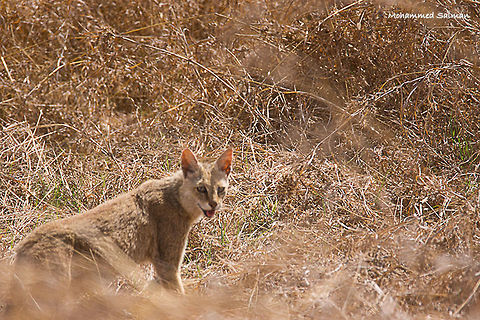 Jungle cat || Kanha || March 2017
ƒ/6.3, ISO 400, 1/1250s @ 600mm.  Felis chaus,Jungle cat
