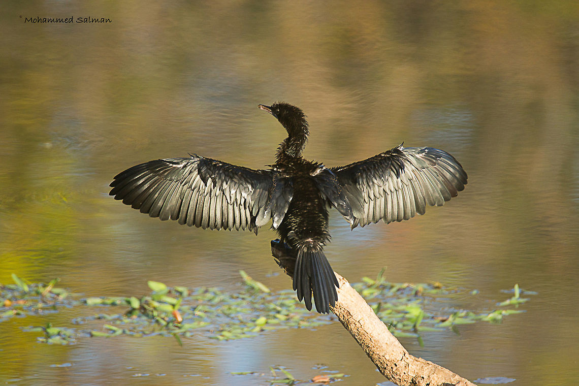 Little Cormorant || Kanha || March 2017<br />
&fnof;/6.3, ISO 400, 1/400s @ 600mm.  Little cormorant,Microcarbo niger