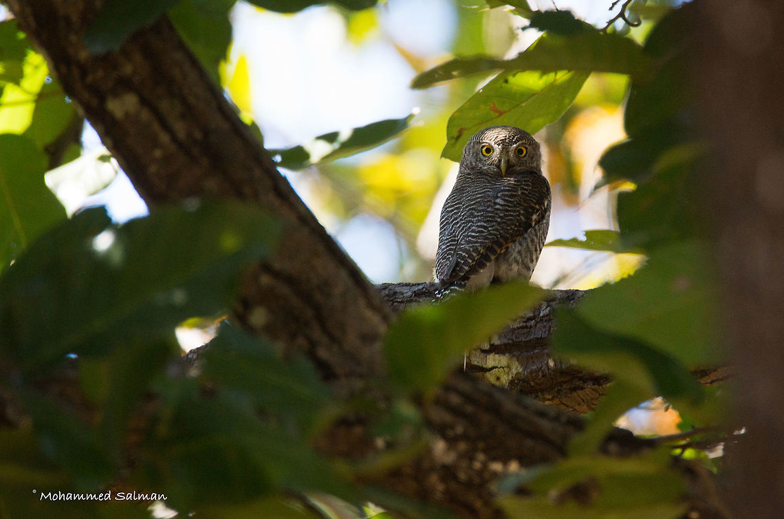 Jungle owlet || Kanha || March 2017<br />
&fnof;/6.3, ISO 1250, 1/500s @ 600mm.  Geotagged,Glaucidium radiatum,India,Jungle owlet,Winter