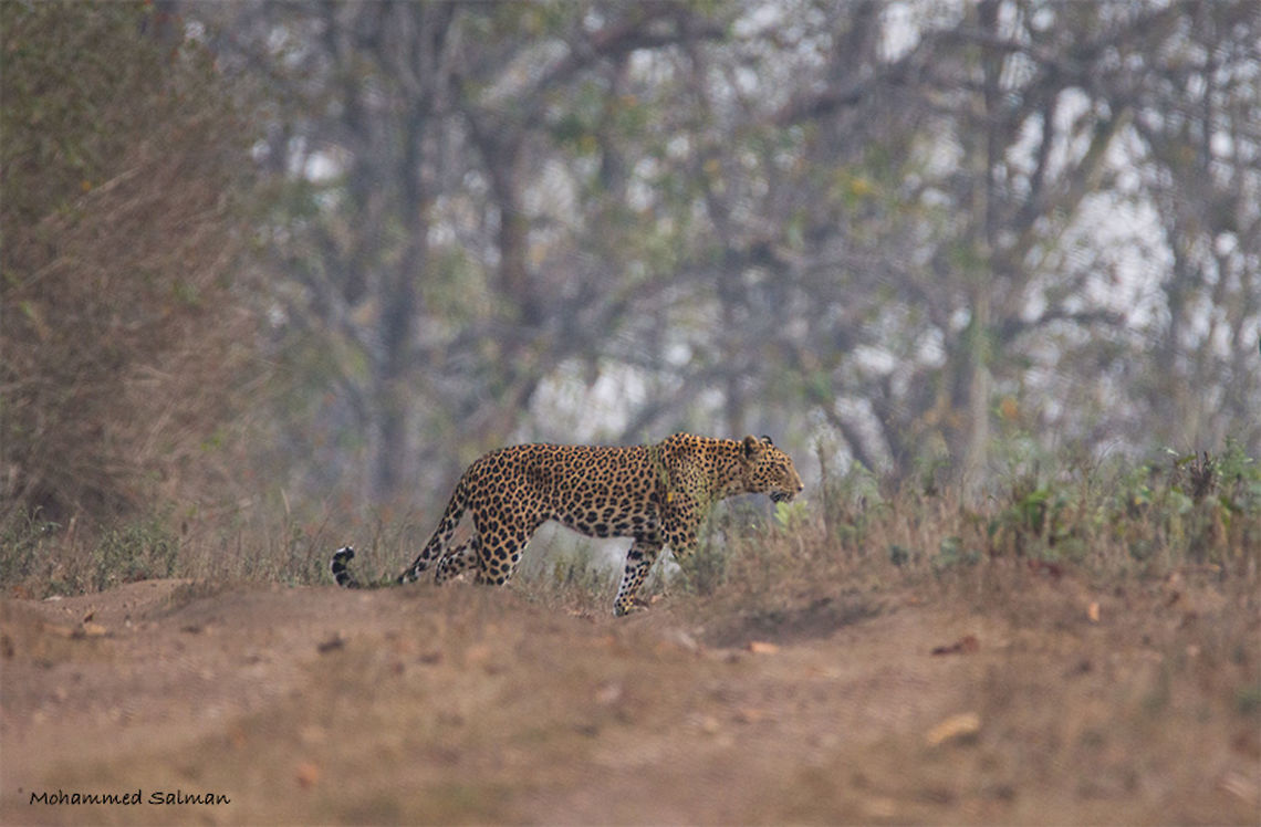 Sub adult leopard || Kabini || Jan 2017.<br />
&fnof;/6.3, ISO 1600, 1/2000s @ 600mm. Indian leopard,Panthera pardus fusca