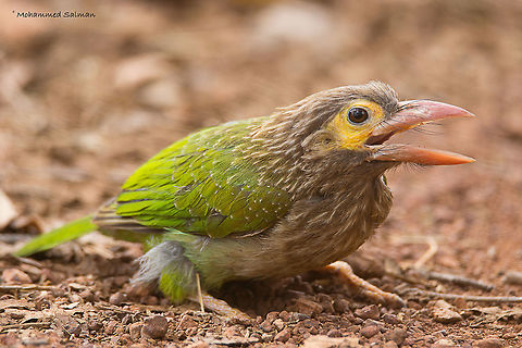 Brown-headed barbet || Kanha || March 2017
&fnof;/6.3, ISO 400, 1/160s @ 600mm.  Psilopogon zeylanicus,brown headed barbet