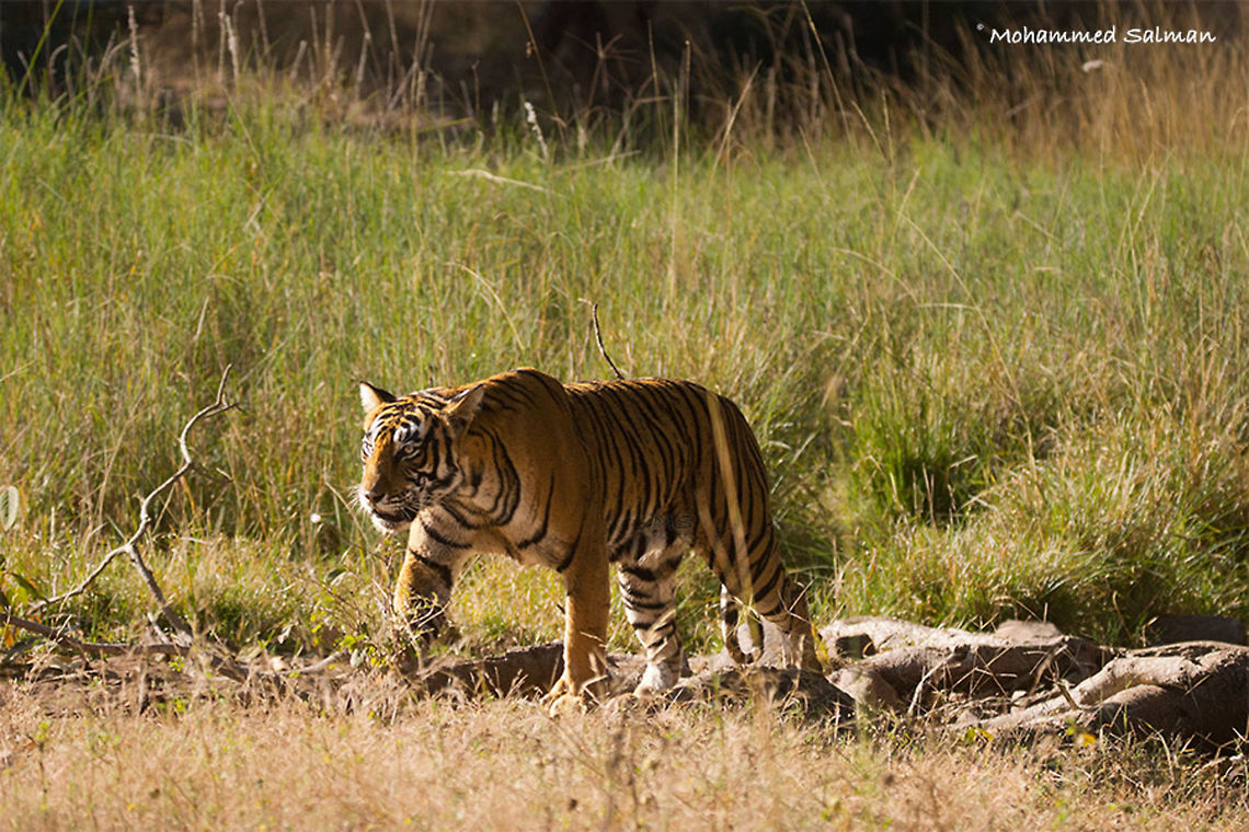 T-39 Noor || Ranthambore || Dec 2016.<br />
&fnof;/5.6, ISO 800, 1/2500s @ 200 mm. Bengal tiger,Panthera tigris tigris