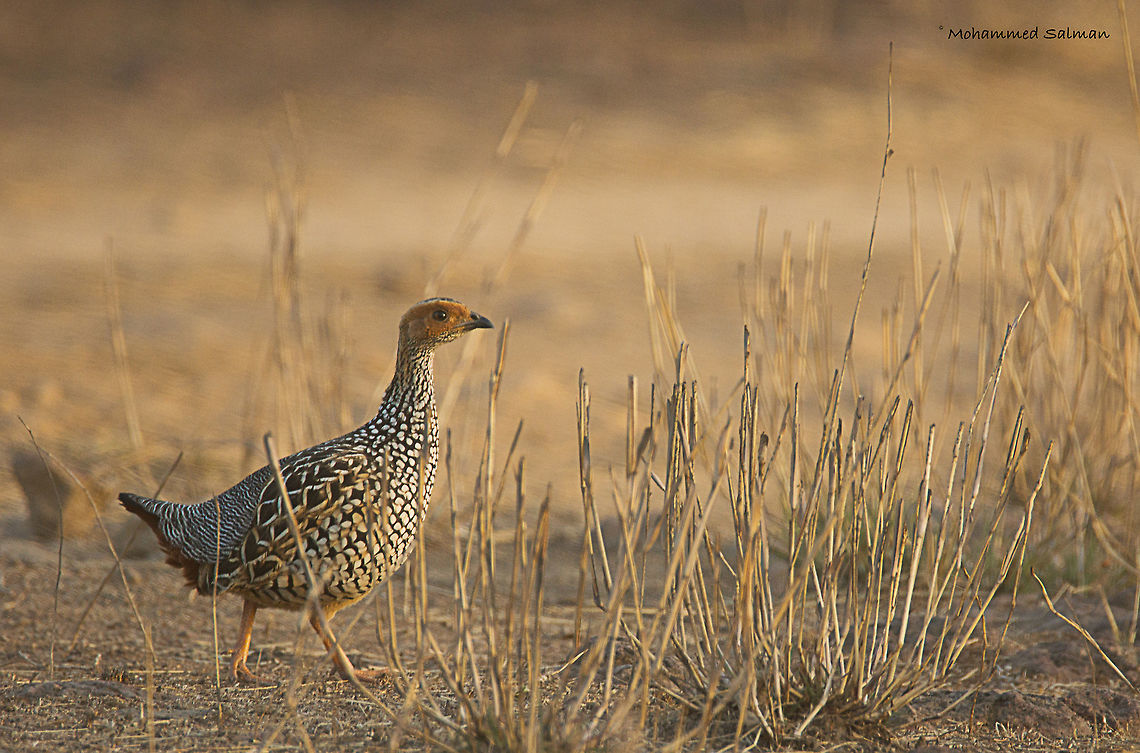 Painted Francolin || Kanha || March 2017<br />
&fnof;/6.3, ISO 400, 1/250s @ 600mm.  Francolinus pictus,Painted francolin