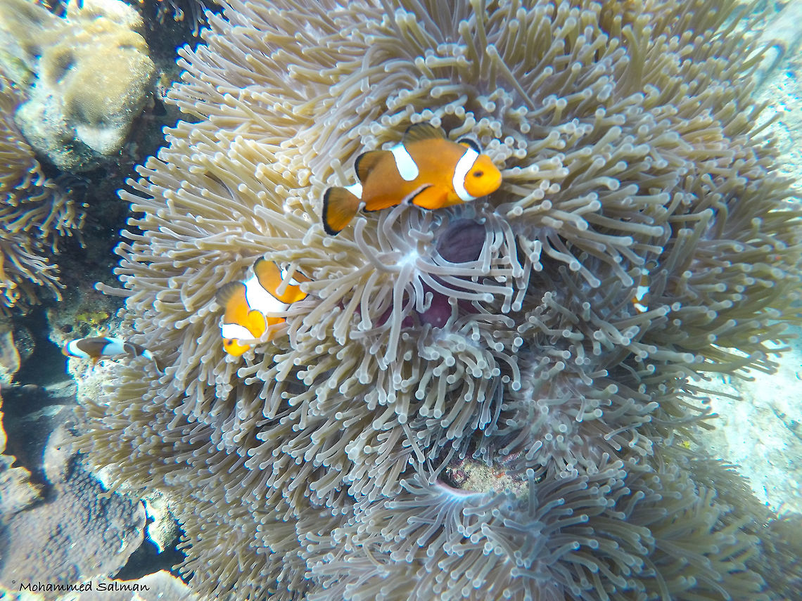 Ocellaris clownfish  Amphiprion ocellaris,Ocellaris Clownfish