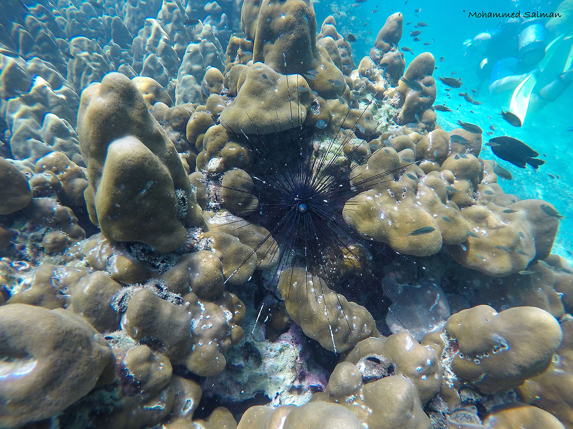 Sea urchin  Diadema antillarum,Long-spined Sea Urchin