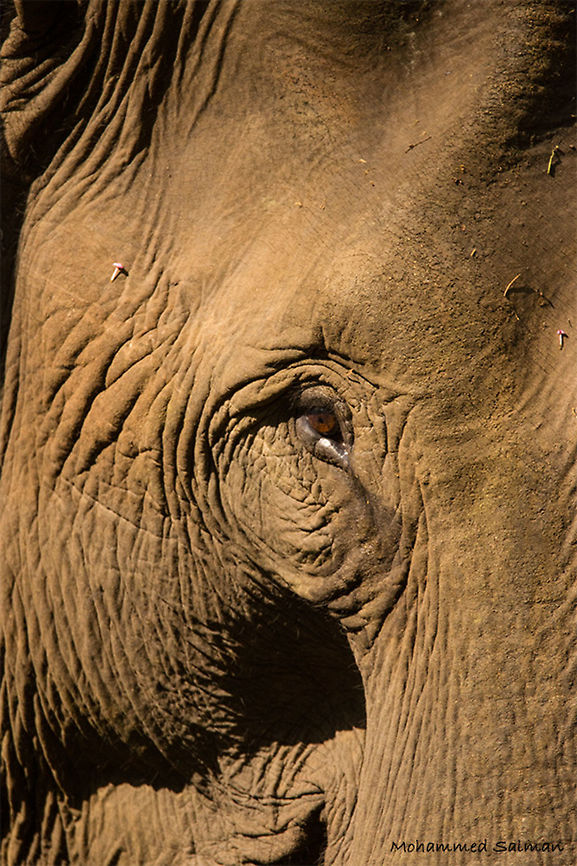 Elephas maximus Nagarhole || April 2017.<br />
&fnof;/6.3, ISO 800, 1/640s @ 600 mm. Asian elephant,Elephas maximus