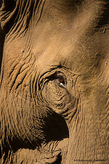 Elephas maximus Nagarhole || April 2017.
ƒ/6.3, ISO 800, 1/640s @ 600 mm. Asian elephant,Elephas maximus