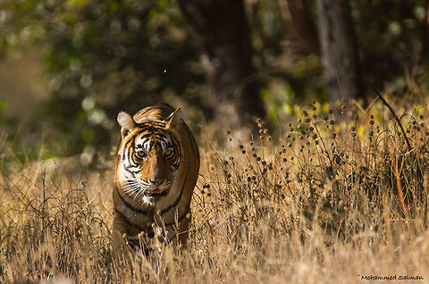 The graceful Noor || Ranthambore || Dec 2016.
&fnof;/6.3, ISO 800, 1/1250s @ 560 mm. Bengal tiger,Panthera tigris tigris