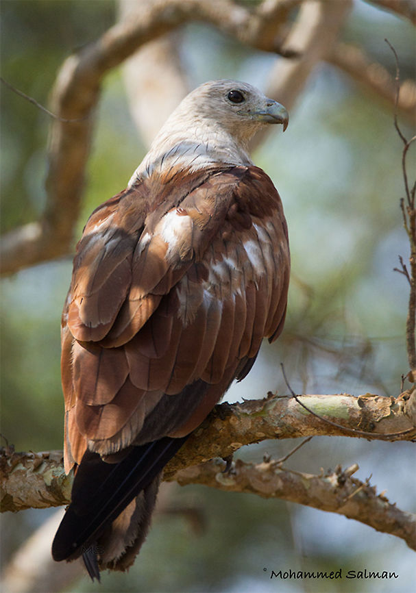 Brahminy kite || Nagarhole || May 2017.<br />
&fnof;/6.3, ISO 800, 1/1250s @ 500 mm. Brahminy Kite,Haliastur indus