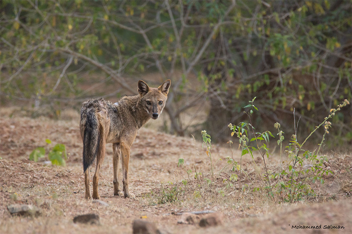 Jackal || Cauvery wls || Nov 2016.<br />
&fnof;/6.3, ISO 1250, 1/500s @ 600mm. Canis aureus,Golden jackal