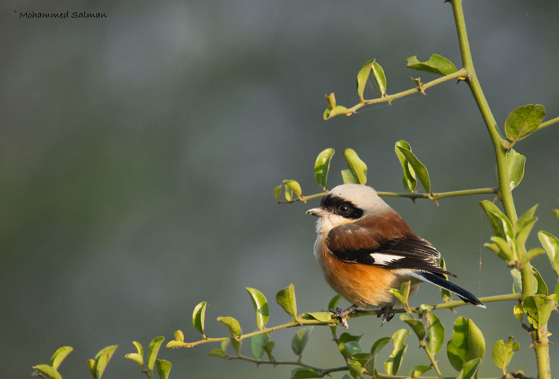 Bay-backed shrike || Bharatpur || Dec 2016.<br />
&fnof;/6.3, ISO 400, 1/500s @ 600mm. Bay-backed shrike,Lanius vittatus