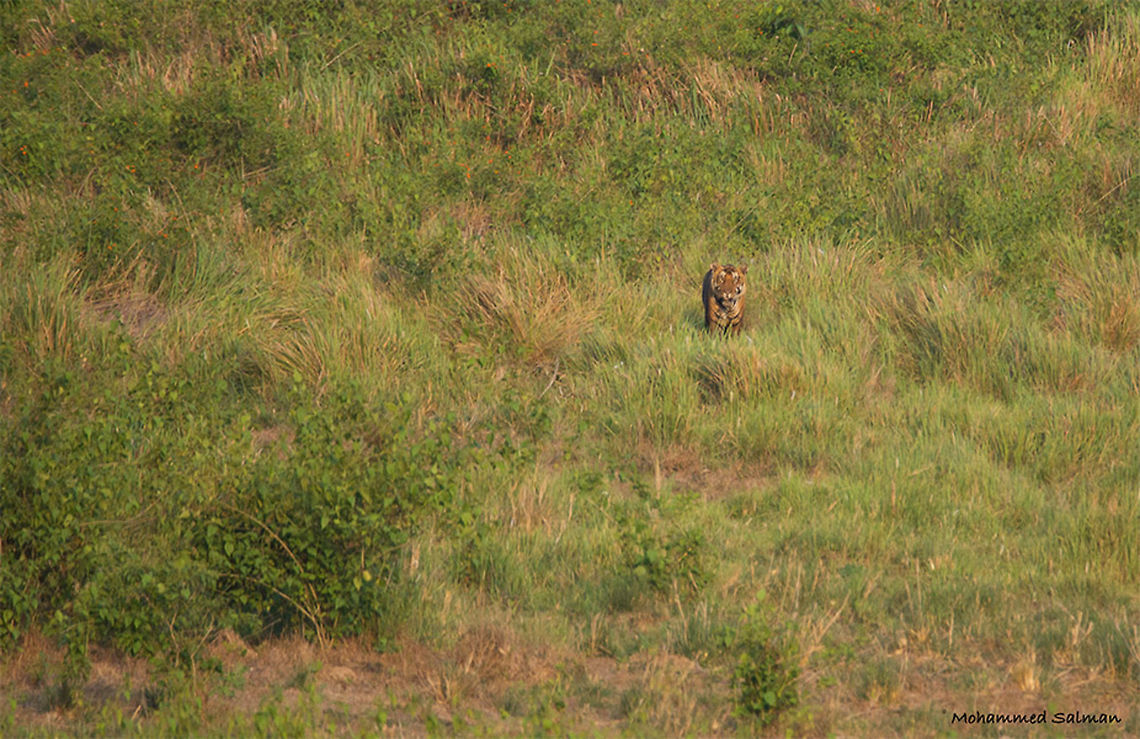 Habitat of the Tiger || Nagarhole || May 2017.<br />
&fnof;/6.3, ISO 800, 1/640s @ 600 mm. Bengal tiger,Panthera tigris tigris