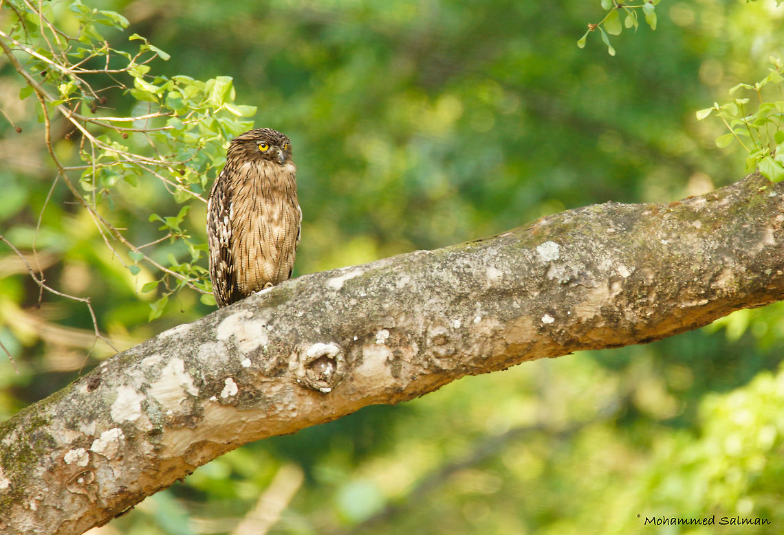 Brown fish owl || Muthodi, Bhadra || May 2017.<br />
&fnof;/6.3, ISO 400, 1/60s @ 600 mm Brown fish owl,Bubo zeylonensis