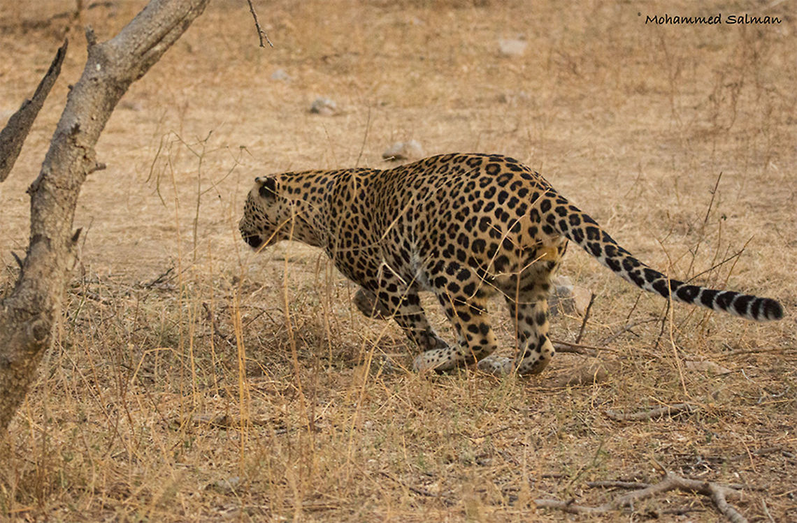Get set go || Jhalana || Dec 2016.<br />
&fnof;/5, ISO 3200, 1/800s @ 150mm. Indian leopard,Panthera pardus fusca