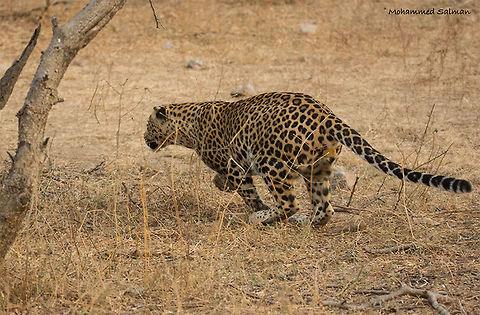 Get set go || Jhalana || Dec 2016.
&fnof;/5, ISO 3200, 1/800s @ 150mm. Indian leopard,Panthera pardus fusca