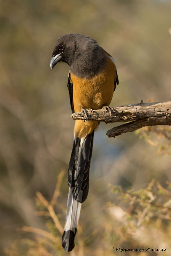 Rufous treepie || Ranthambore || Dec 2016.<br />
&fnof;/5, ISO 800, 1/3200s @ 180mm. Dendrocitta vagabunda,Rufous Treepie