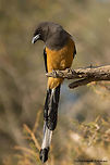 Rufous treepie || Ranthambore || Dec 2016.<br />
&fnof;/5, ISO 800, 1/3200s @ 180mm. Dendrocitta vagabunda,Rufous Treepie