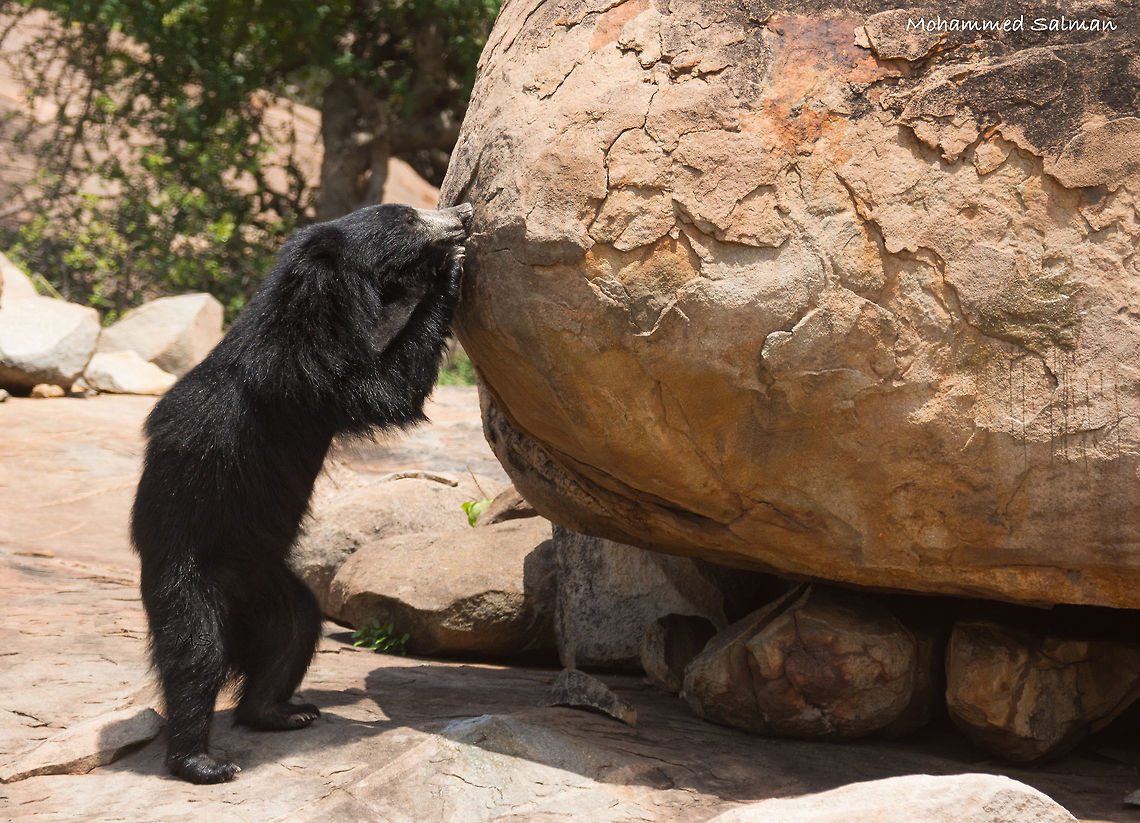 Sloth bear standing || Daroji || Aug 2016.<br />
&fnof;/6.3, ISO 160, 1/500s @ 280mm. Melursus ursinus,Sloth bear