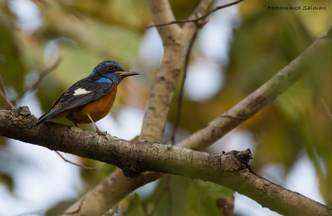 Blue-capped Rock- thrush || Kanha || March 2017<br />
&fnof;/6.3, ISO 400, 1/160s @ 600mm. Blue capped rock thrush,Monticola cinclorhynchus