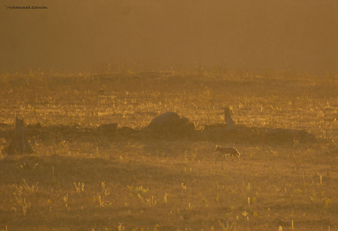 Jackal in golden backlight || Lakkavalli Bhadra || Feb 2017.<br />
&fnof;/6.3, ISO 400, 1/1000s @ 600mm. Canis aureus,Golden jackal