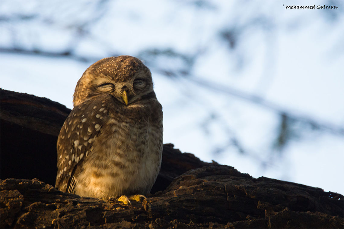 Spotted Owlet, Napping || Bharatpur || Dec 2016.<br />
&fnof;/6.3, ISO 800, 1/400s @ 600mm. Athene brama,Spotted Owlet