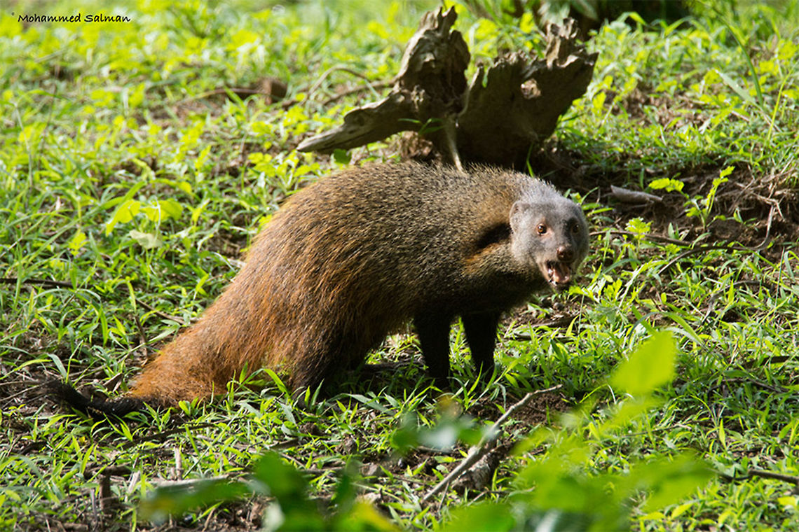 Stripe necked mongoose || Kabini || June 2016.<br />
&fnof;/6.3, ISO 800, 1/500s @ 600mm. Herpestes vitticollis,Stripe-necked mongoose