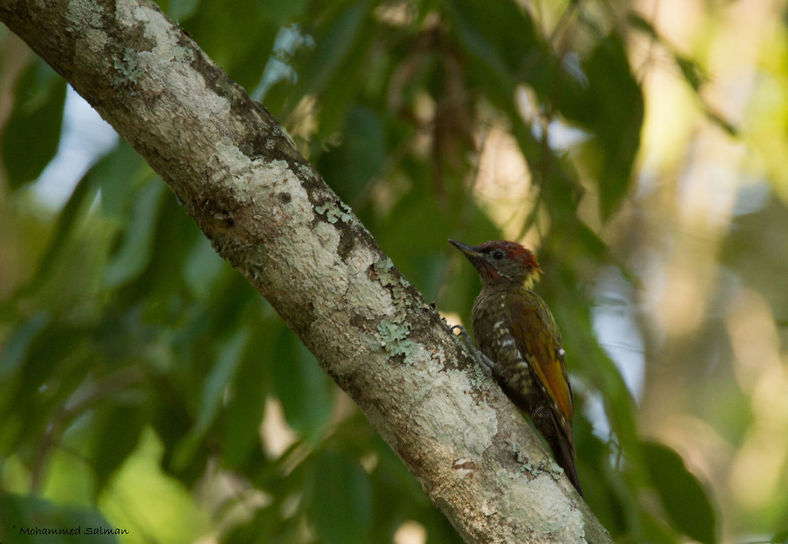 Lesser yellownape woodpecker || Mudumalai || April 2017.<br />
&fnof;/6.3, ISO 800, 1/250s @ 600mm. Picus chlorolophus,lesser yellownape