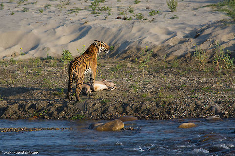 The Paar wali tigress || Dhikala, Corbett || April 2016.
&fnof;/6.3, ISO 200, 1/500s @ 600mm. Bengal tiger,Geotagged,India,Panthera tigris tigris,Spring