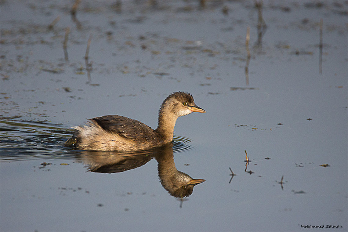 little grebe || Bharatpur || Dec 2016.<br />
&fnof;/6.3, ISO 800, 1/2000s @ 600mm. Little Grebe,Tachybaptus ruficollis