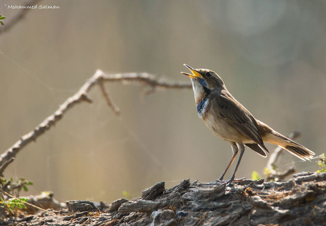 Call of the Blue Throat || Bharatpur || Dec 2016.<br />
&fnof;/6.3, ISO 800, 1/640s @ 600mm.<br />
<a href="https://www.facebook.com/MohammedSalmanPics/" rel="nofollow">https://www.facebook.com/MohammedSalmanPics/</a><br />
 Bluethroat,Luscinia svecica