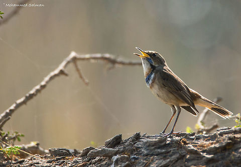 Call of the Blue Throat || Bharatpur || Dec 2016.
ƒ/6.3, ISO 800, 1/640s @ 600mm.
https://www.facebook.com/MohammedSalmanPics/
 Bluethroat,Luscinia svecica