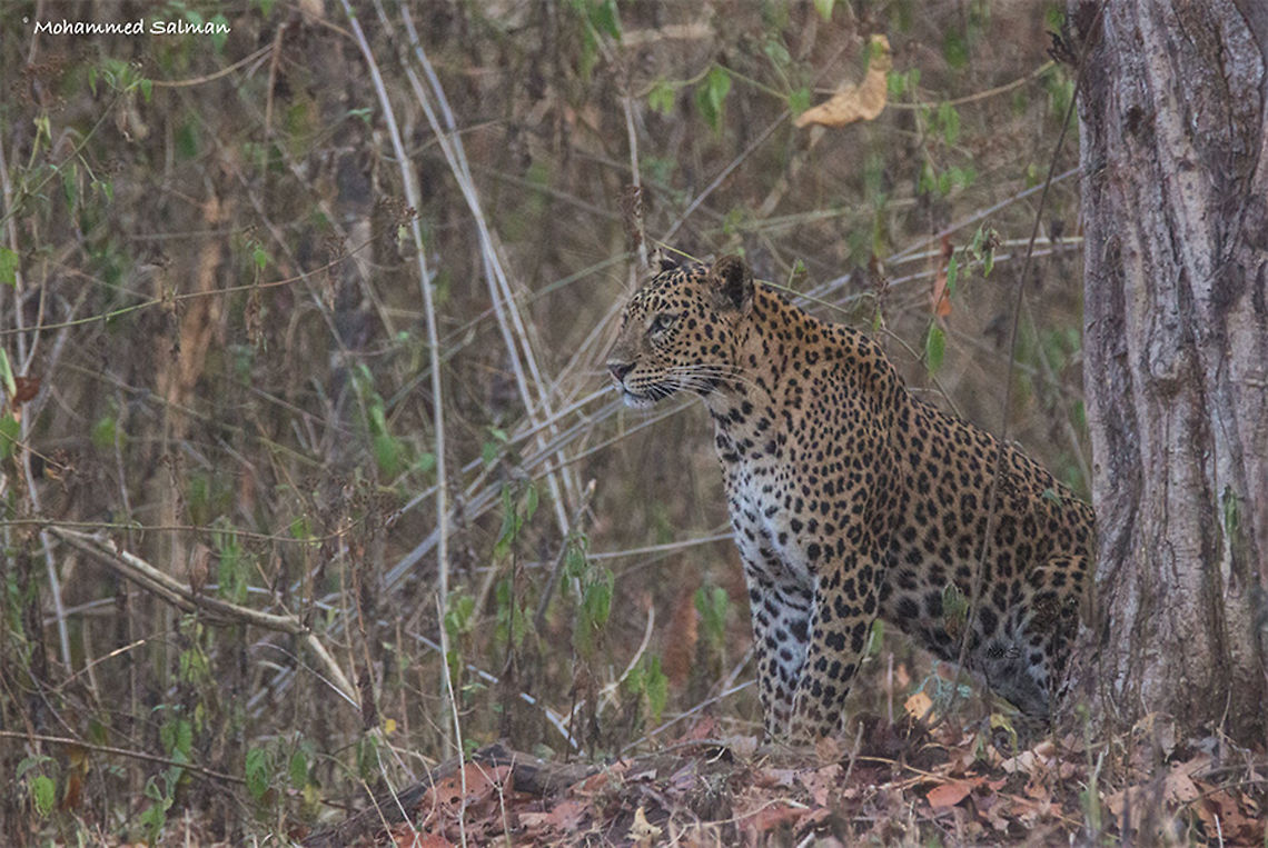 leopard || Kabini || Jan 2017.<br />
ƒ/6.3, ISO 3200, 1/1000s @ 500mm.<br />
<a href="https://www.facebook.com/MohammedSalmanPics/" rel="nofollow">https://www.facebook.com/MohammedSalmanPics/</a> Leopard,Panthera pardus