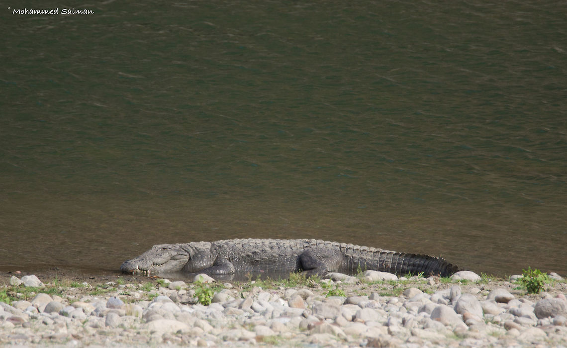 Mugger Crocodile || Dhikala, Corbett || April 2016.<br />
&fnof;/6.3, ISO 200, 1/500s @ 600mm.<br />
<a href="https://www.facebook.com/MohammedSalmanPics/" rel="nofollow">https://www.facebook.com/MohammedSalmanPics/</a> Crocodylus palustris,Mugger crocodile