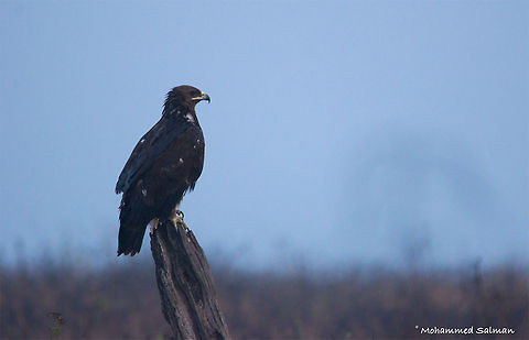 Greater spotted eagle || Bhadra || Feb 2017. 
&fnof;/6.3, ISO 400, 1/160s @ 600mm.
https://www.facebook.com/MohammedSalmanPics/ Aquila clanga,Greater Spotted Eagle