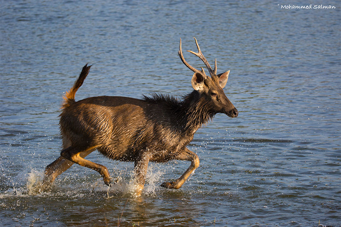 Sambar deer stag || Ranthambore || Dec 2016.<br />
&fnof;/5, ISO 400, 1/1250s @ 150mm.<br />
<a href="https://www.facebook.com/MohammedSalmanPics/" rel="nofollow">https://www.facebook.com/MohammedSalmanPics/</a> Rusa unicolor,Sambar
