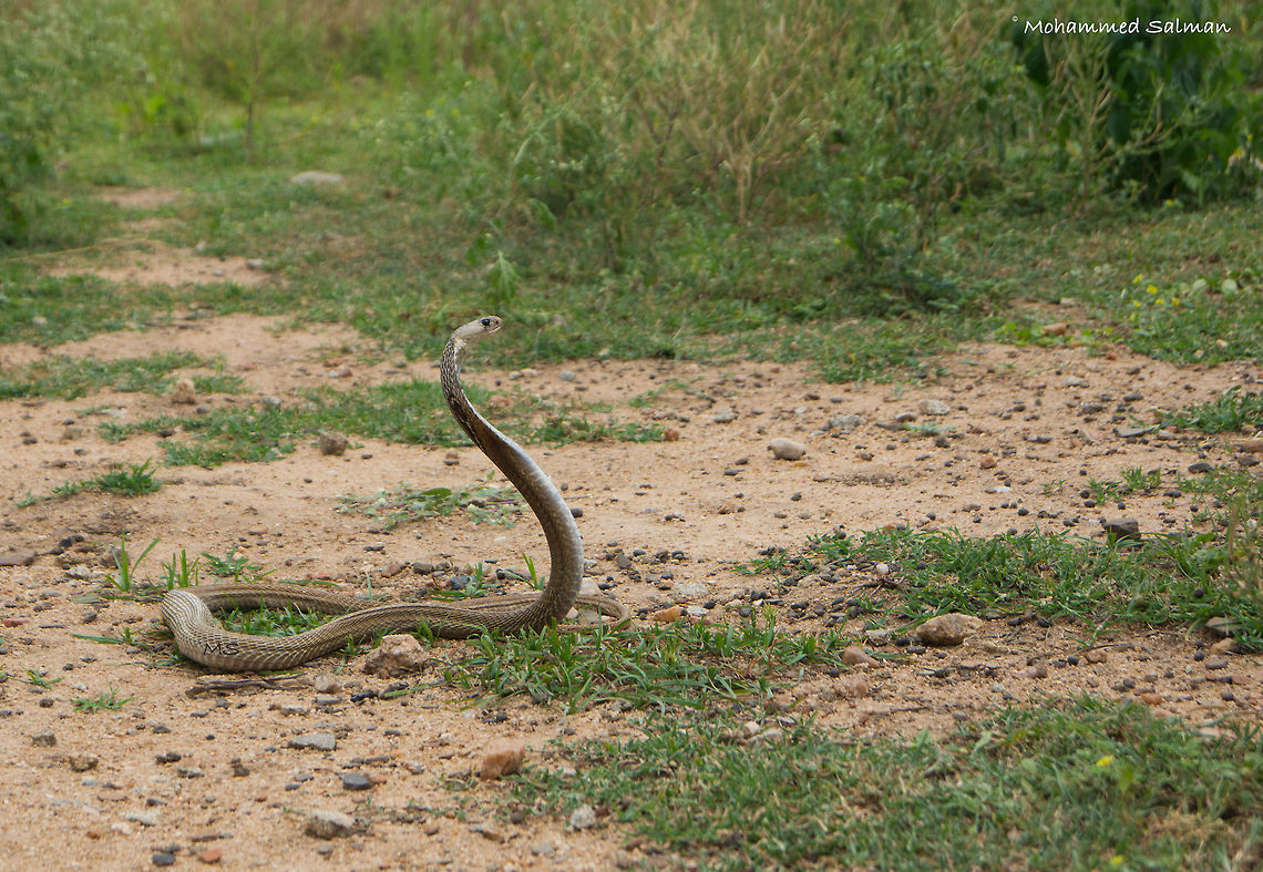 Spectacled Cobra World Snake Day 2017 || Hampi || Aug 2016.<br />
&fnof;/6.3, ISO 200, 1/500s @ 55 mm.<br />
<a href="https://www.facebook.com/MohammedSalmanPics/" rel="nofollow">https://www.facebook.com/MohammedSalmanPics/</a> Indian cobra,Naja naja