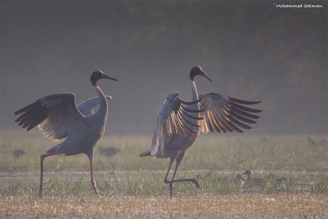 Sarus cranes || Bharatpur || Dec 2016.<br />
&fnof;/6.3, ISO 800, 1/4000s @ 600mm.<br />
<a href="https://www.facebook.com/MohammedSalmanPics/" rel="nofollow">https://www.facebook.com/MohammedSalmanPics/</a> Grus antigone,Sarus Crane