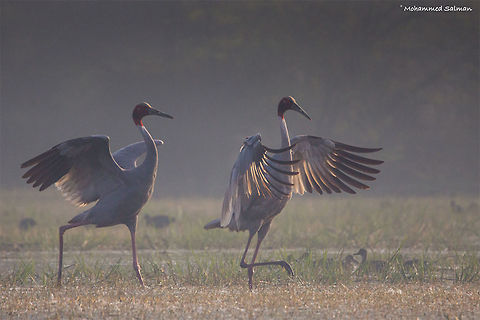 Sarus cranes || Bharatpur || Dec 2016.
ƒ/6.3, ISO 800, 1/4000s @ 600mm.
https://www.facebook.com/MohammedSalmanPics/ Grus antigone,Sarus Crane