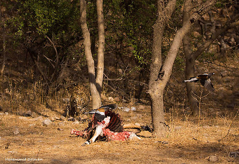 Hands off my meat || Jhalana, India || Dec 2016.
VIEW IN FULL SCREEN
https://www.facebook.com/MohammedSalmanPics/ Leopard,Panthera pardus
