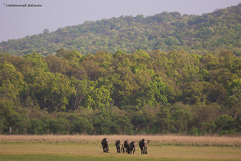 Elephant Parade || Dhikala, Corbett || April 2016. 
http://facebook.com/MohammedSalmanPics/ Asian elephant,Elephas maximus,Geotagged,India,Spring
