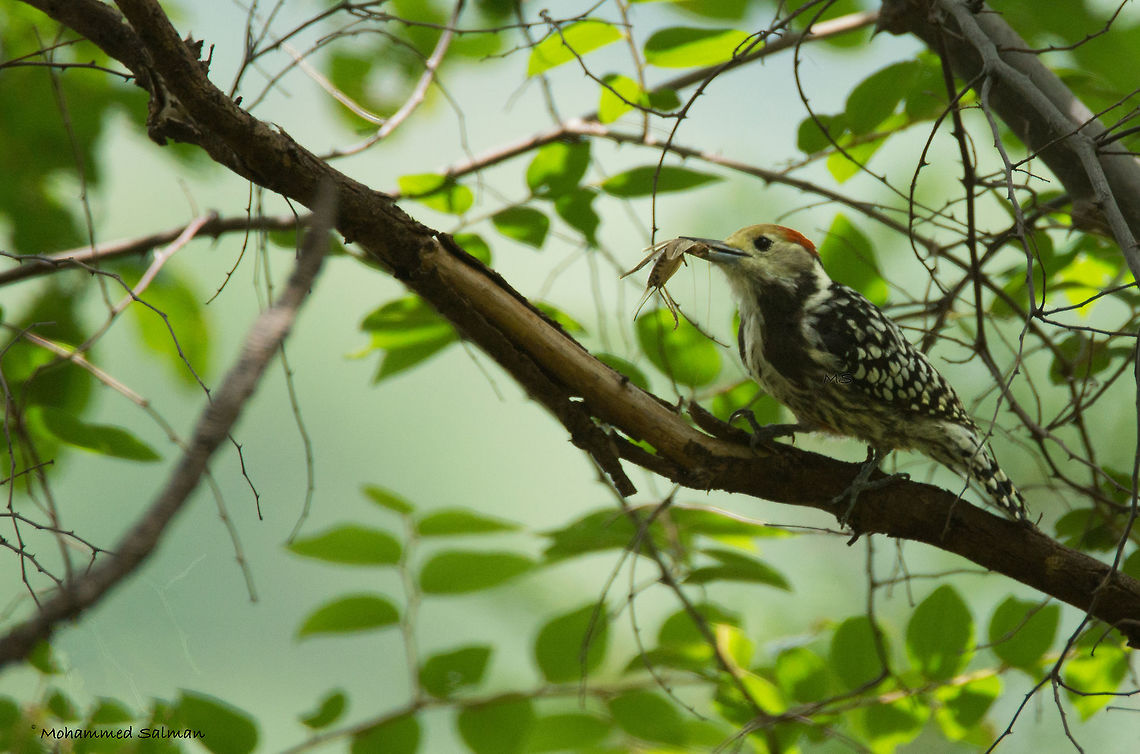 Yellow crowned woodpecker || Brt, India || July 2016<br />
<a href="https://www.facebook.com/MohammedSalmanPics/" rel="nofollow">https://www.facebook.com/MohammedSalmanPics/</a> Leiopicus mahrattensis,Yellow crowned woodpecker