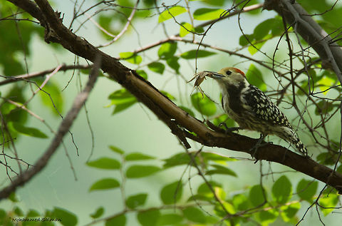 Yellow crowned woodpecker || Brt, India || July 2016
https://www.facebook.com/MohammedSalmanPics/ Leiopicus mahrattensis,Yellow crowned woodpecker