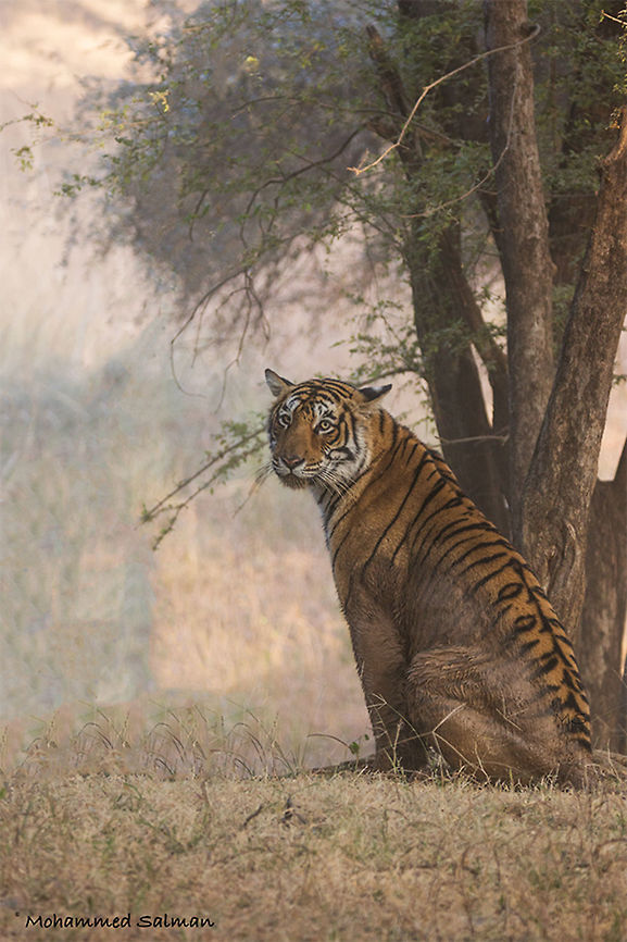 Charming Arrowhead || Ranthambore || Dec 2016.<br />
Happy World Tiger Day!!! #WorldTigerDay<br />
<a href="https://www.facebook.com/MohammedSalmanPics/" rel="nofollow">https://www.facebook.com/MohammedSalmanPics/</a> Bengal tiger,Panthera tigris tigris