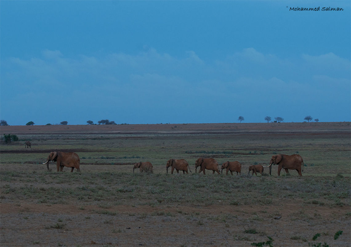 African elephants Tsavo East National Park || Aug 2017<br />
<a href="https://www.facebook.com/MohammedSalmanPics/" rel="nofollow">https://www.facebook.com/MohammedSalmanPics/</a> African bush elephant,Loxodonta africana