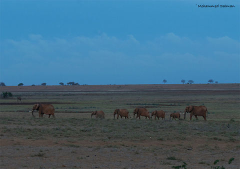 African elephants Tsavo East National Park || Aug 2017
https://www.facebook.com/MohammedSalmanPics/ African bush elephant,Loxodonta africana