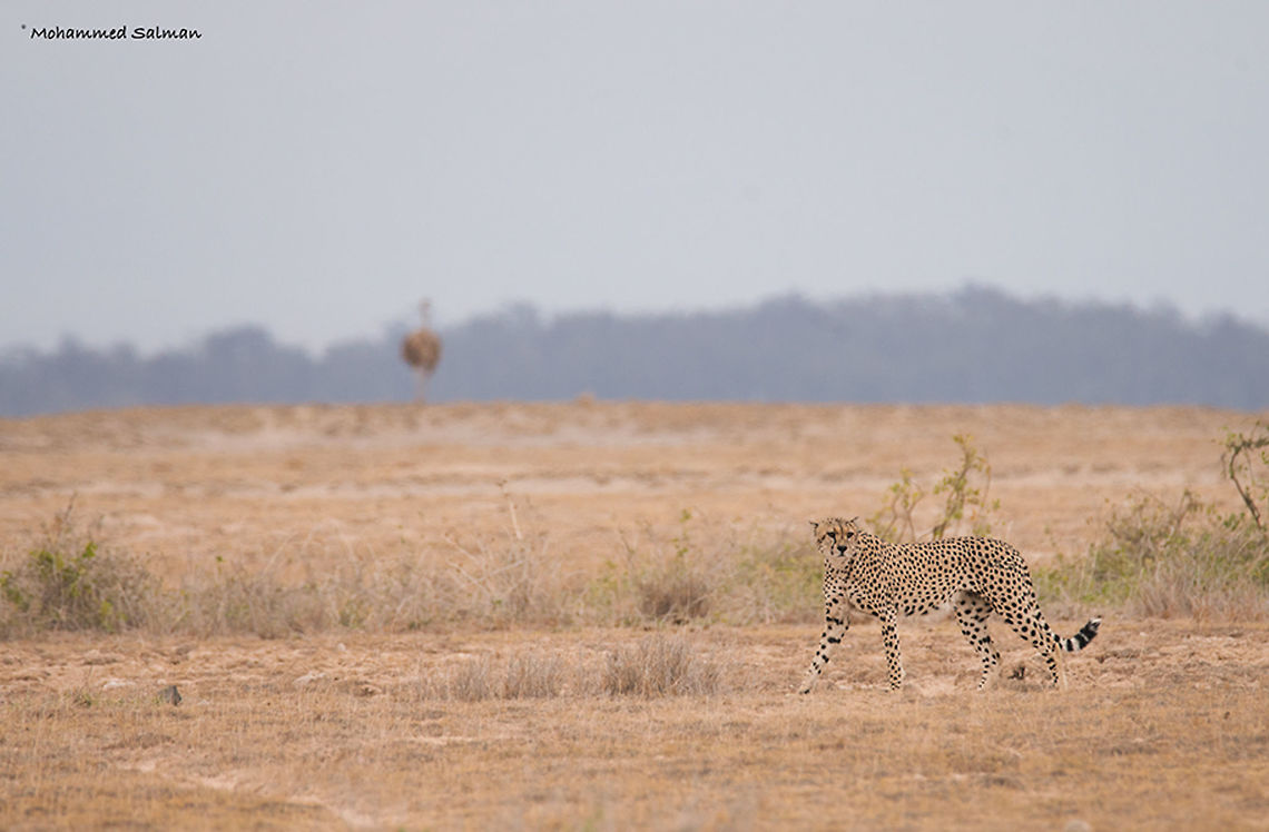 Cheetah habitat || Amboseli || Aug 2017<br />
VIEW IN FULL SCREEN<br />
<a href="https://www.facebook.com/MohammedSalmanPics/" rel="nofollow">https://www.facebook.com/MohammedSalmanPics/</a><br />
Acinonyx jubatus,Cheetah